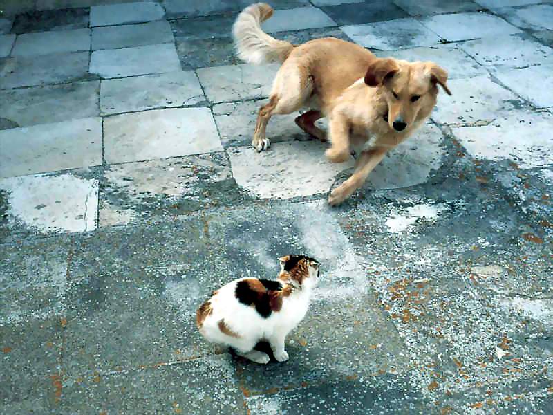 Gatti (245)